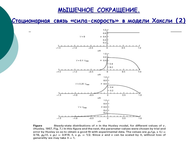 МЫШЕЧНОЕ СОКРАЩЕНИЕ.  Стационарная связь «сила-скорость» в модели Хаксли (2)